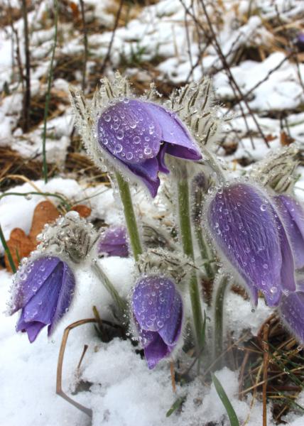Kökörcsin a télben
