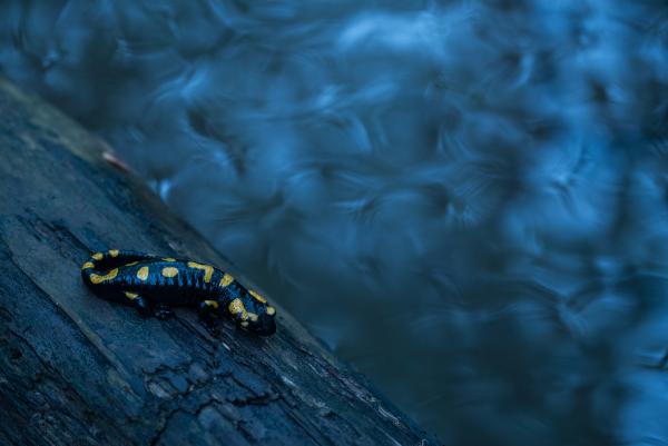 Egy szalamdra estéje