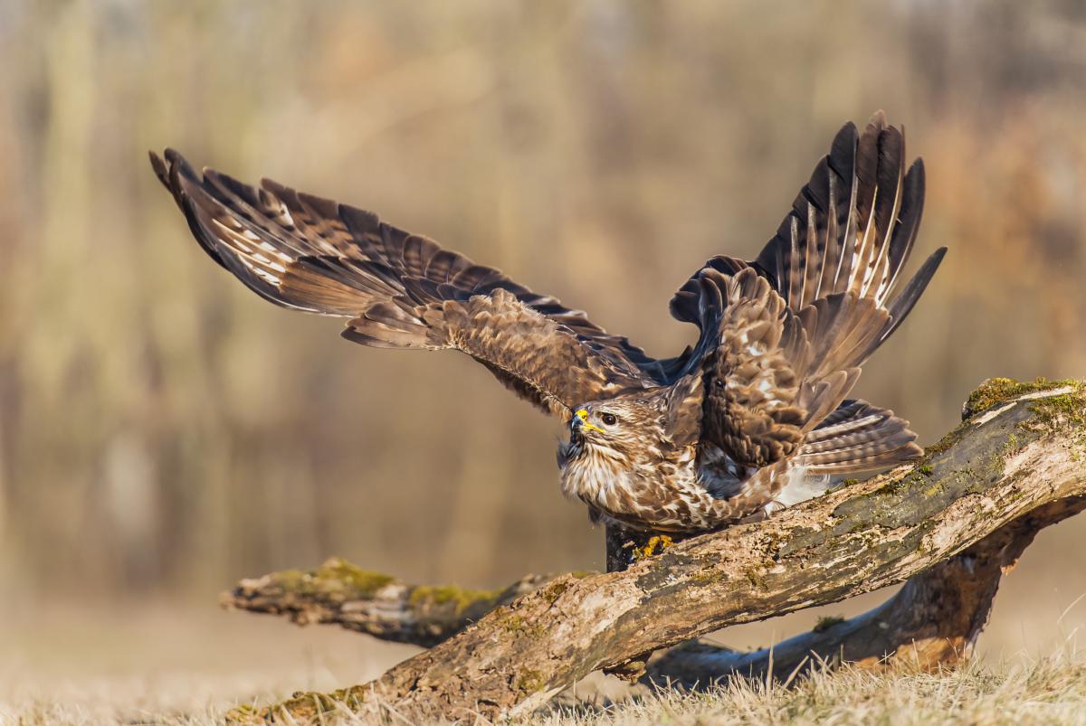 Gaál Zoltán Péter