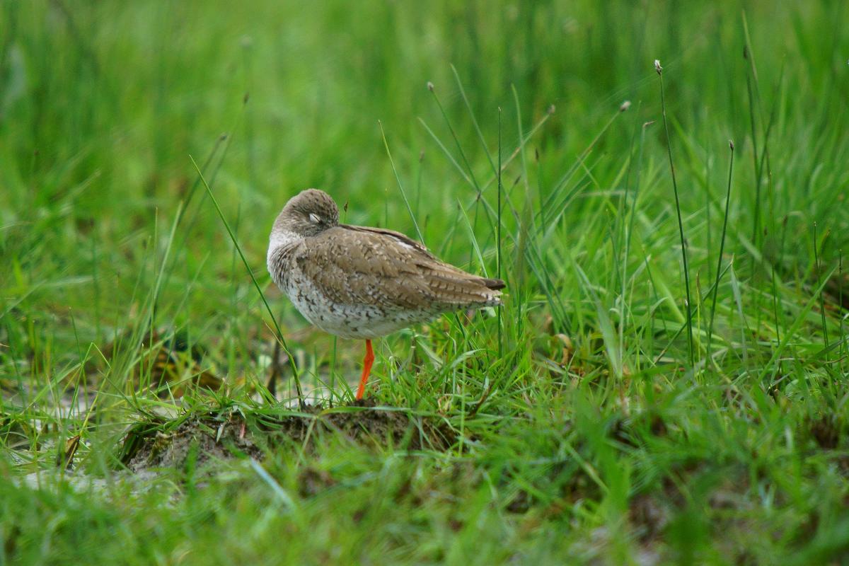 Kalmár Lajos Gábor