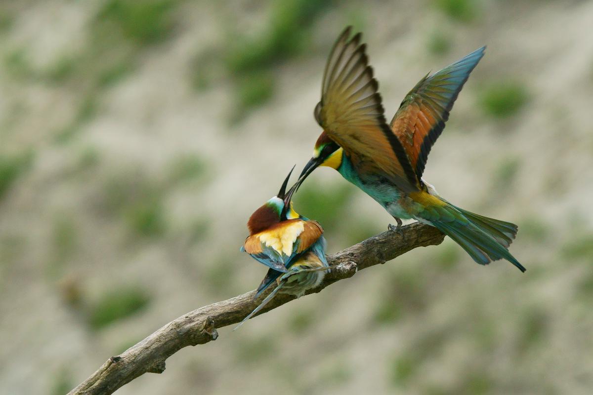 Kalmár Lajos Gábor