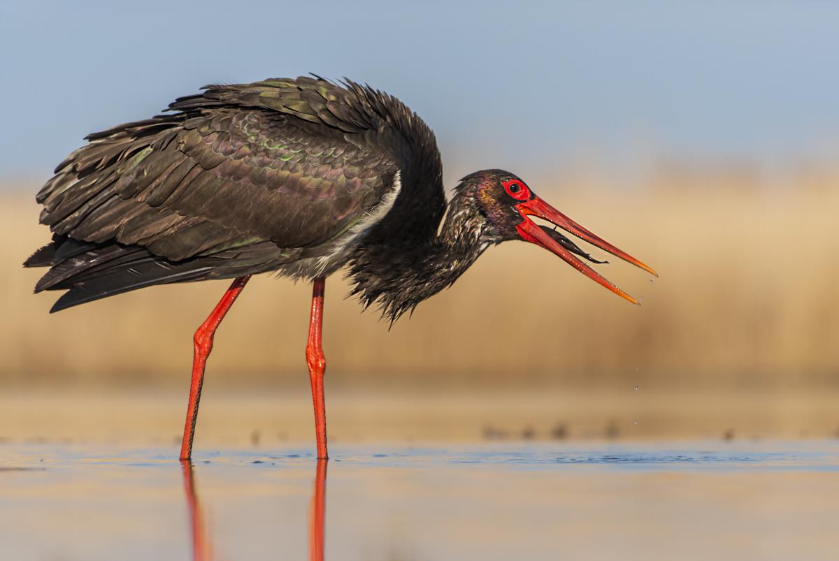 Gaál Zoltán Péter