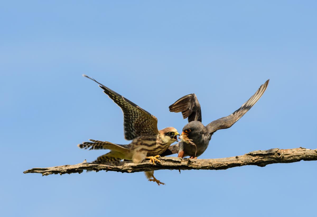 Szakolczai Krisztina