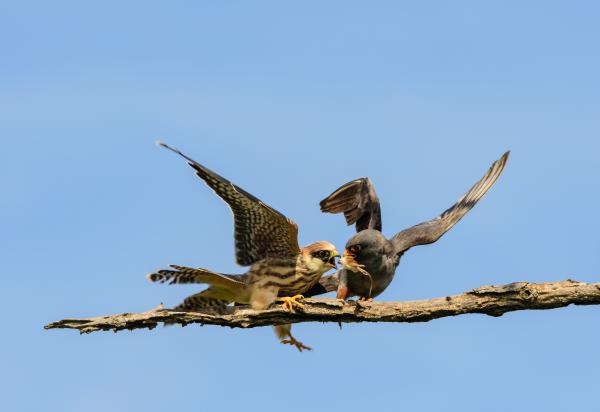 Add már ide azt az egeret!