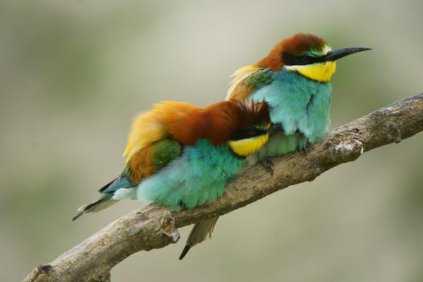 Neked nem fázik a csőröd?? 