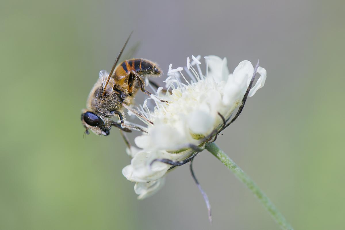 Gaál Zoltán Péter