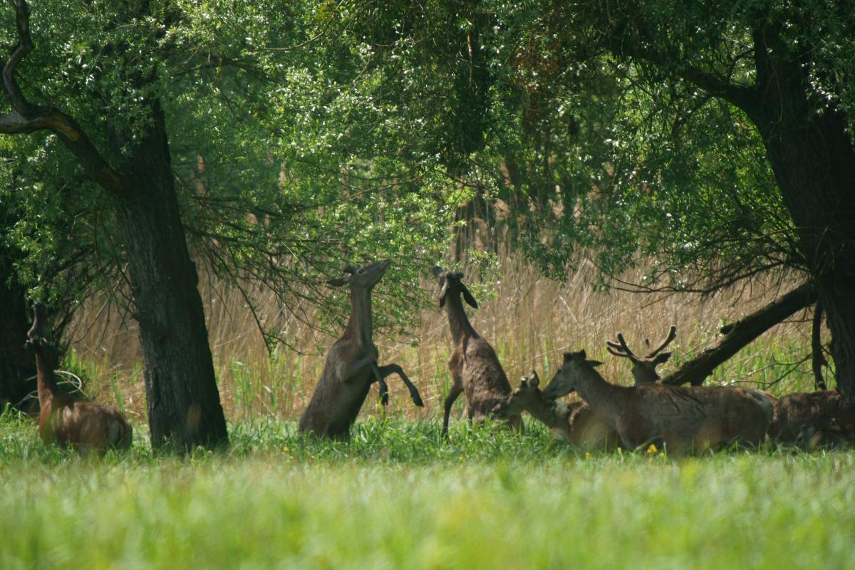 Kalmár Lajos Gábor