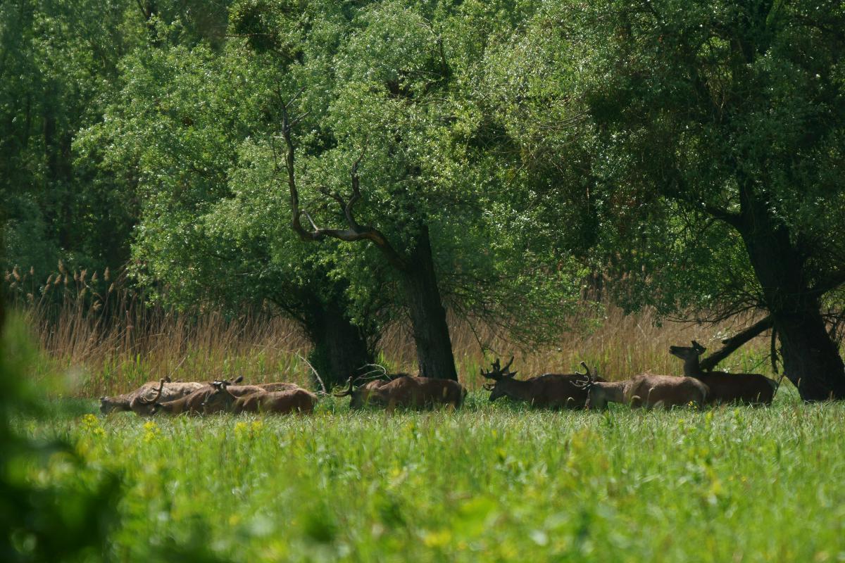 Kalmár Lajos Gábor