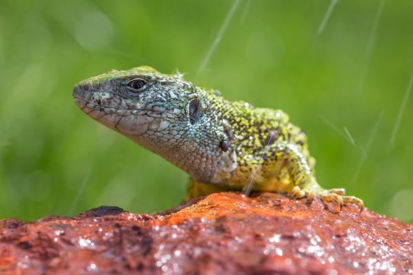 Zöld gyík az esőben