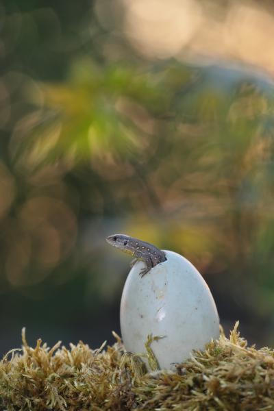 &quot;Jurassic feeling&quot;