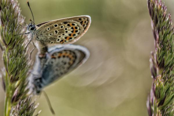 Bugák közé zárva
