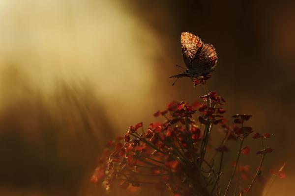 Búcsút int a fény