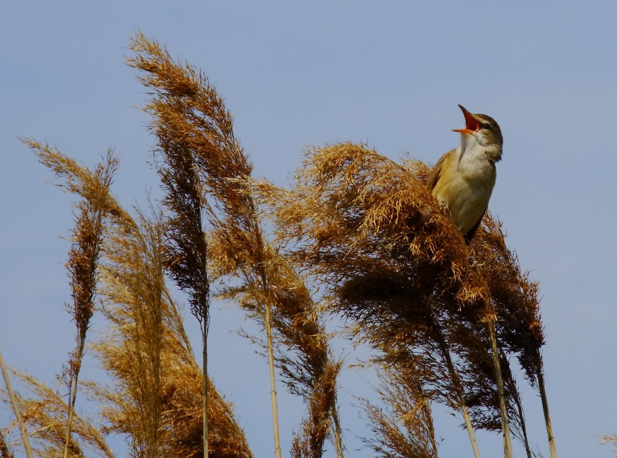 Horváth-Papp Zsuzsanna