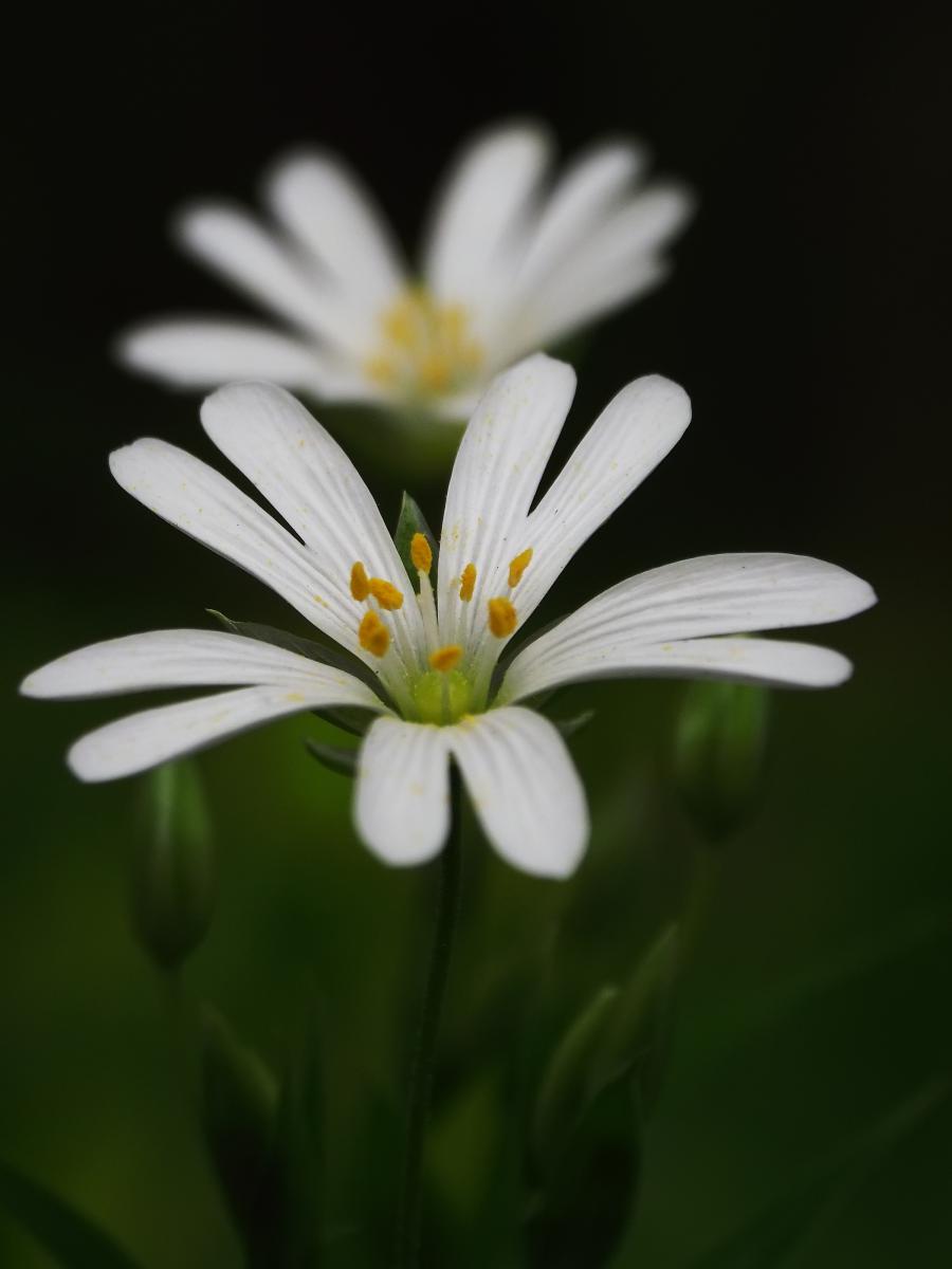 Kovács-Udvari Judit