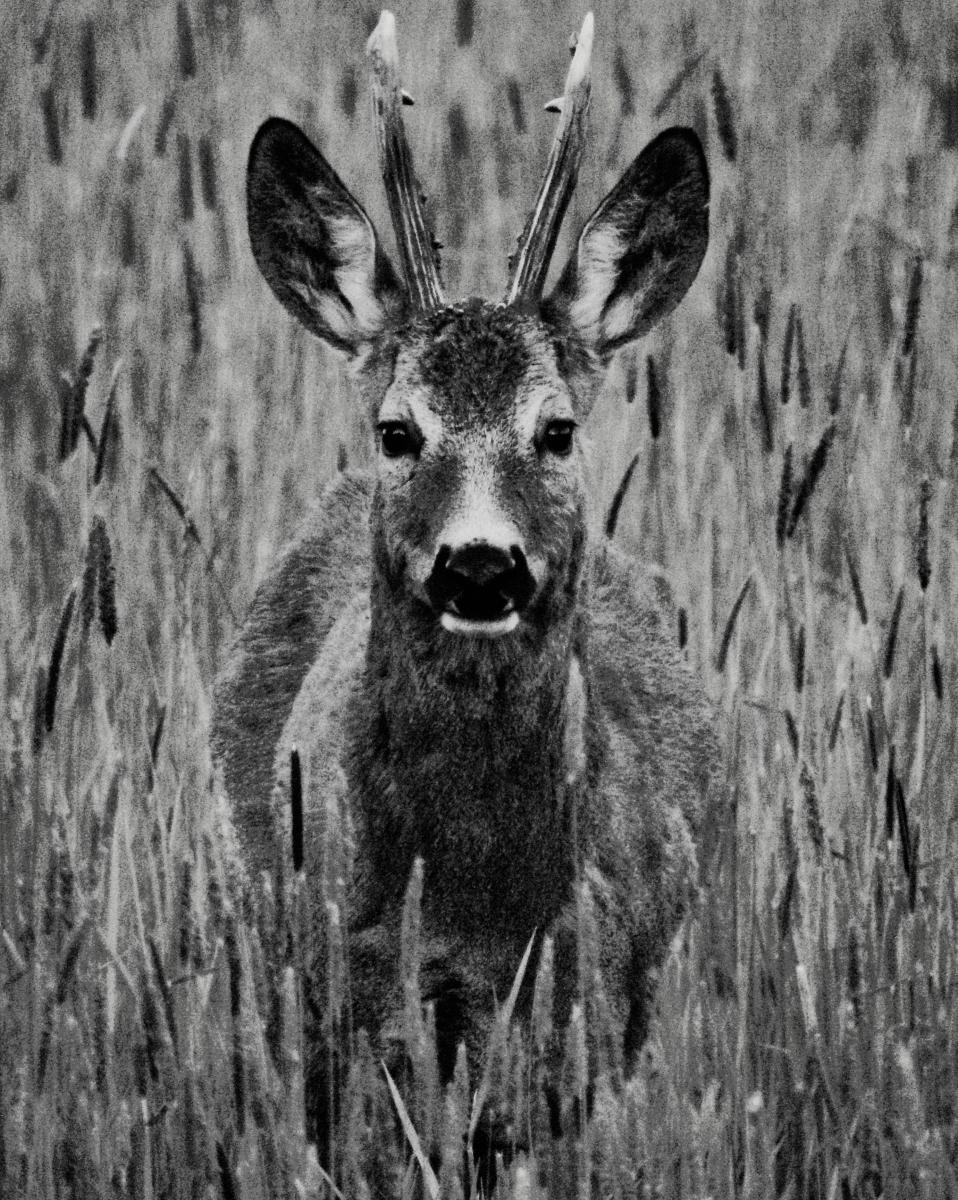 Kontár Csaba Attila
