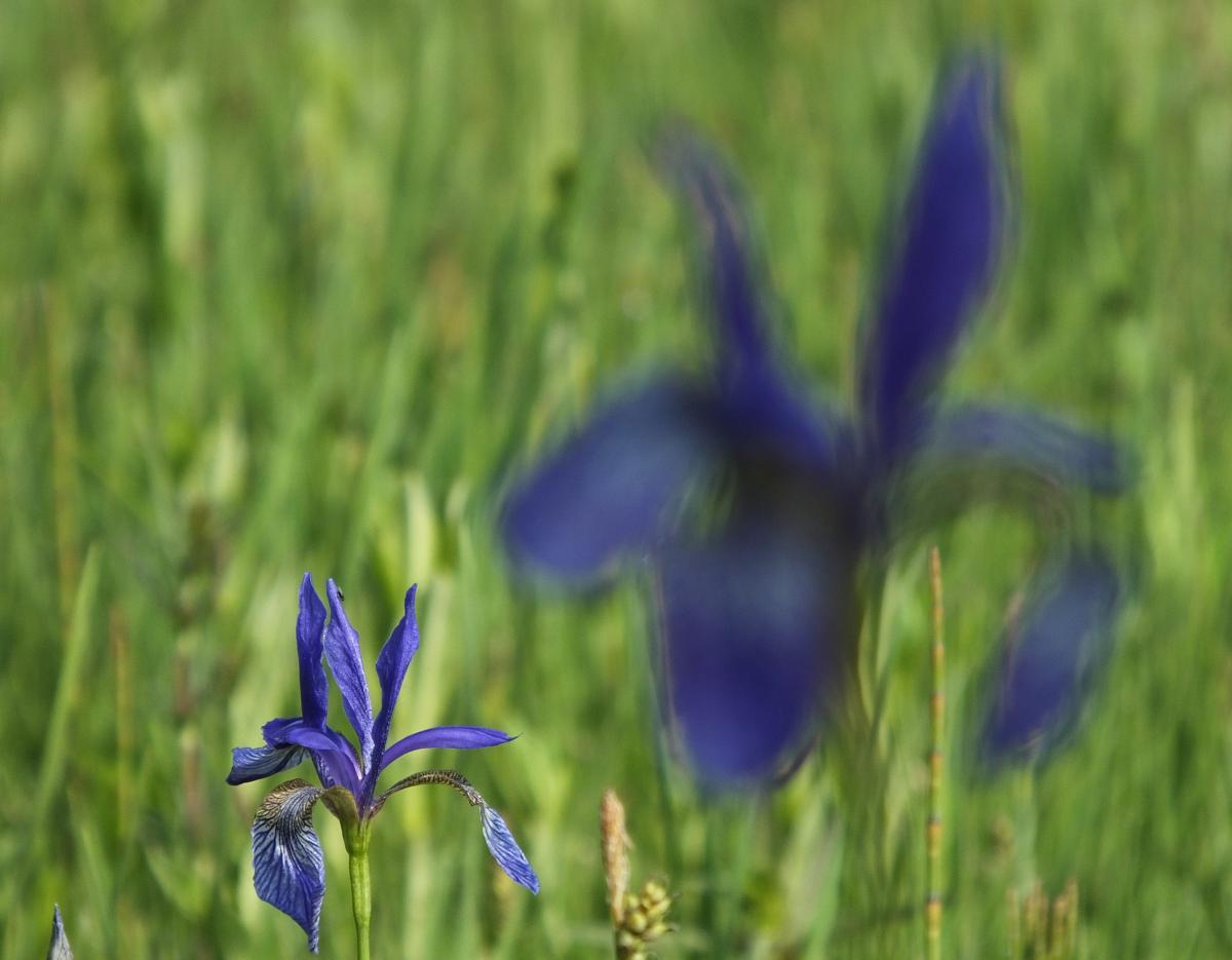 Koncz-Bisztricz Tamás