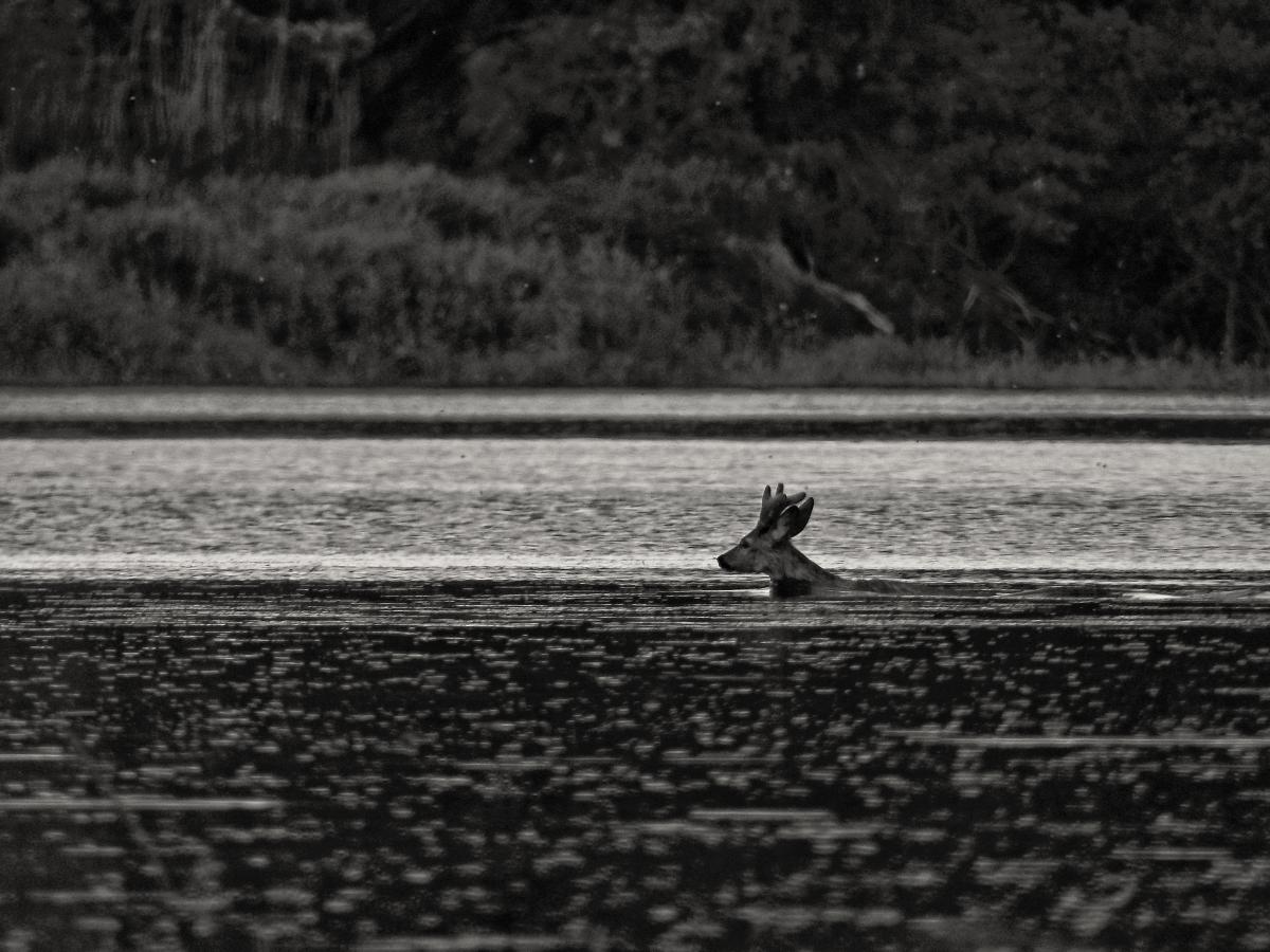 Kontár Csaba Attila