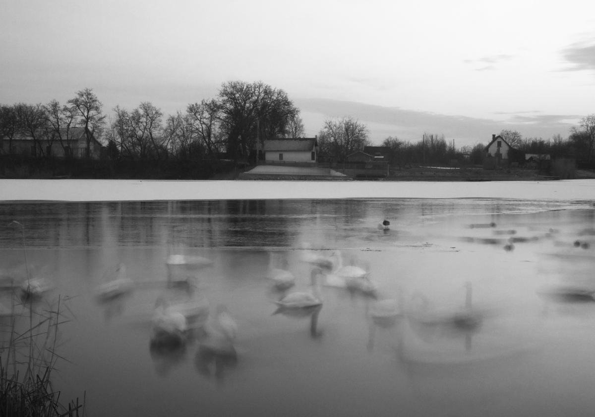 Koncz-Bisztricz Tamás