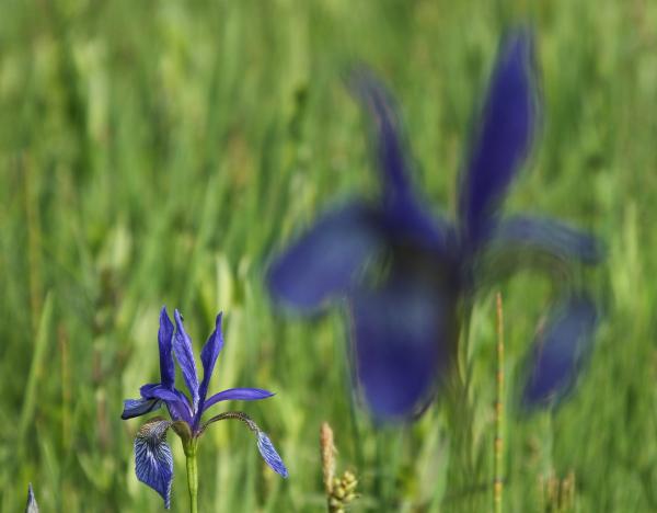 Szibériai nőszirmok