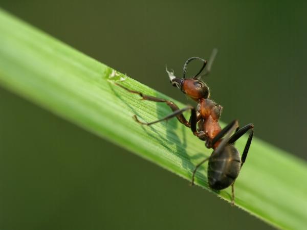 Természetes hangyacsapda