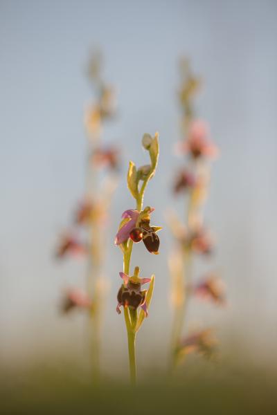 Szarvasok a fényben