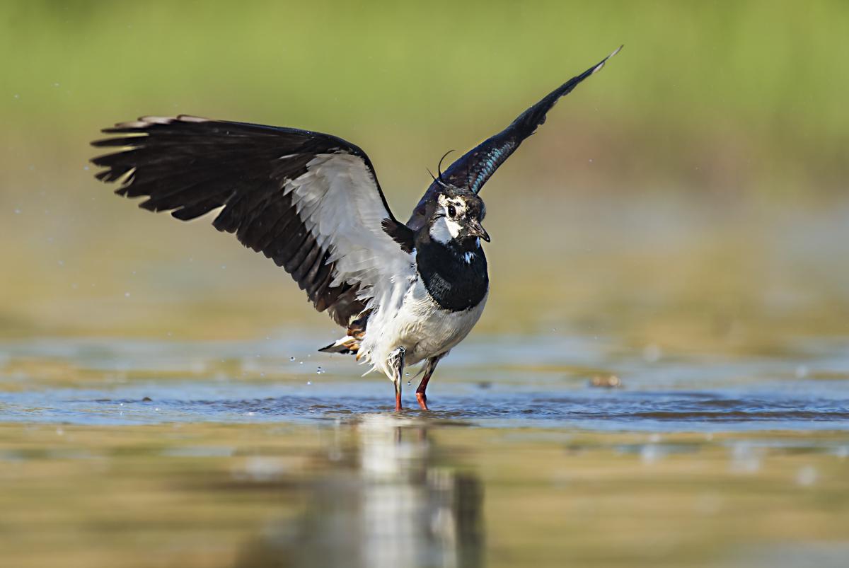 Gaál Zoltán Péter