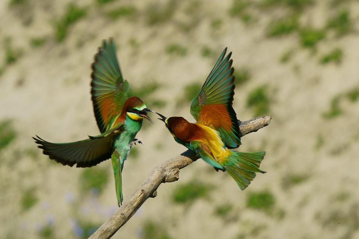 Kalmár Lajos Gábor