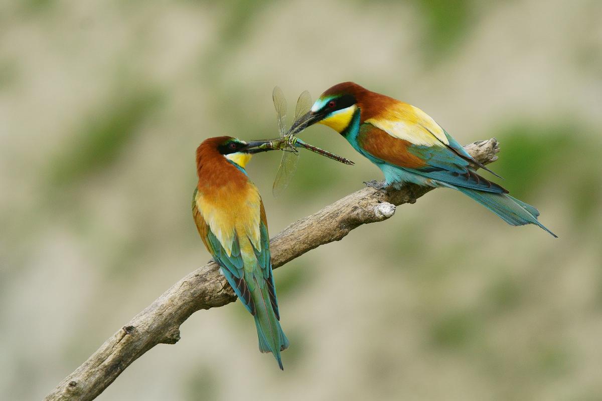 Kalmár Lajos Gábor