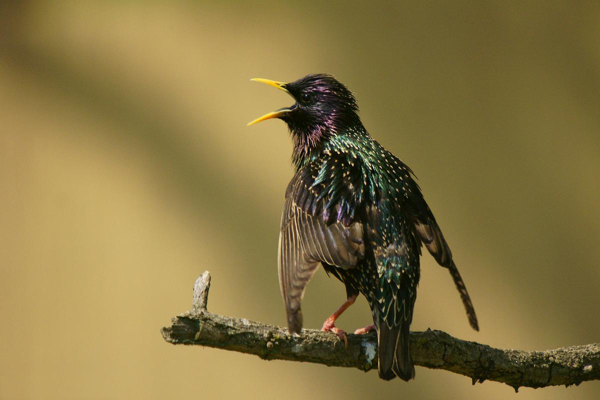 Kalmár Lajos Gábor