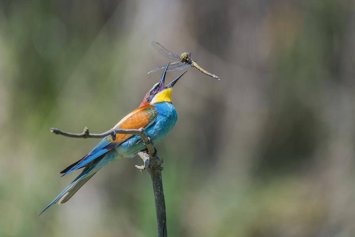 Gaál Zoltán Péter