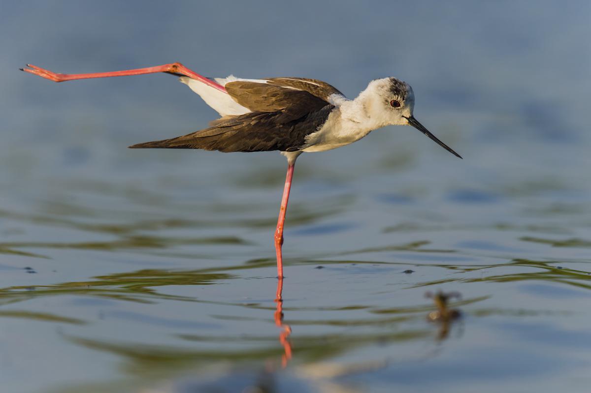 Gaál Zoltán Péter