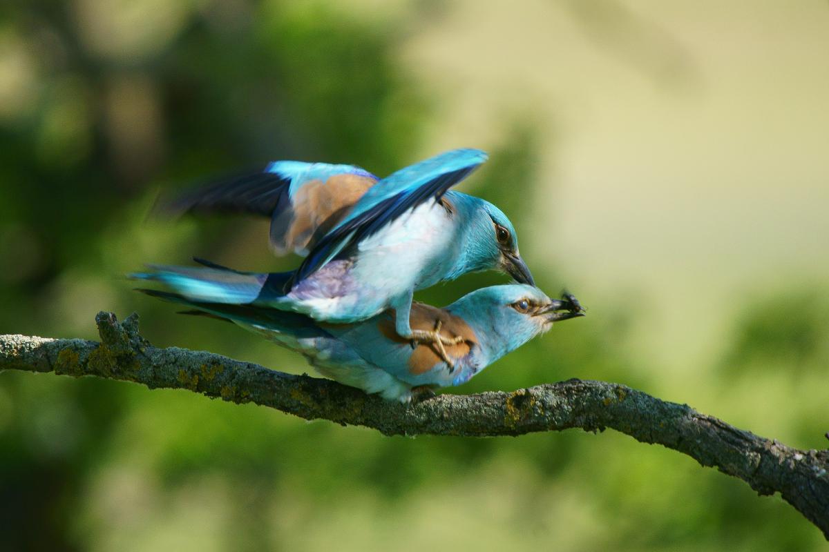 Kalmár Lajos Gábor