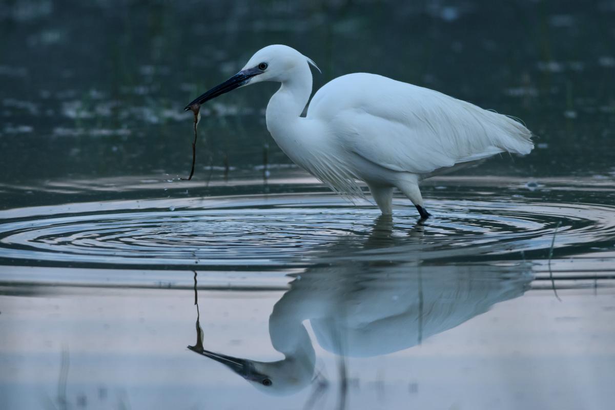 Szakolczai Krisztina