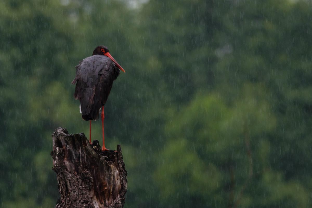 Szakolczai Krisztina