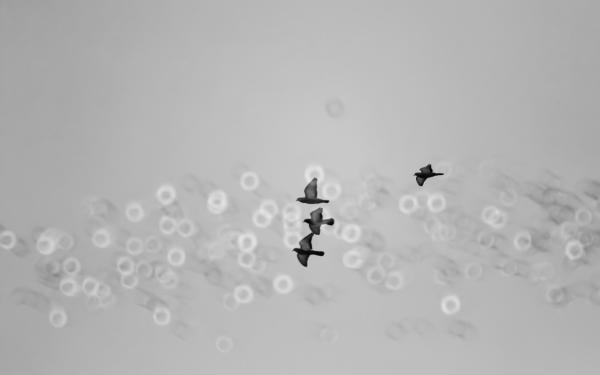 A négy fekete csóka