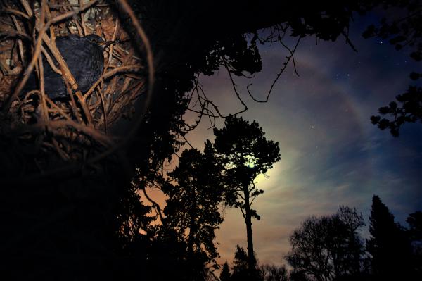 A rigó haló, avagy hálószobája