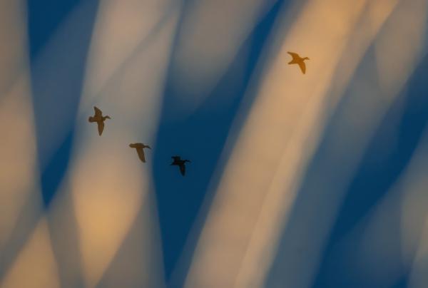 Kék és narancssásrga