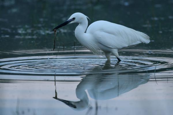 A kis kócsag reggelije