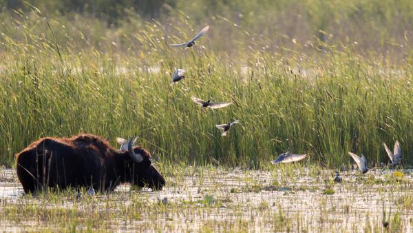 Elefánt a porcelán boltban