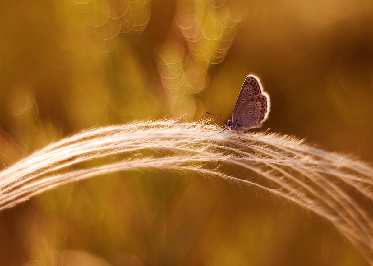 Erdélyiné Csorba Edit