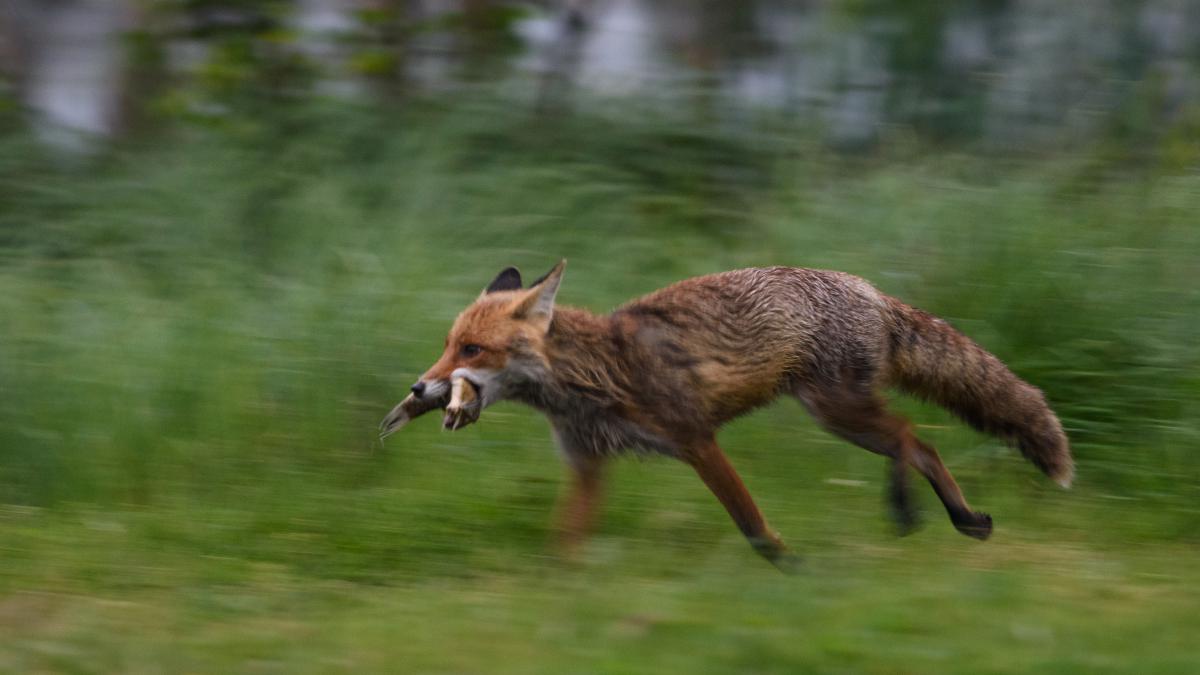 Szakolczai Krisztina