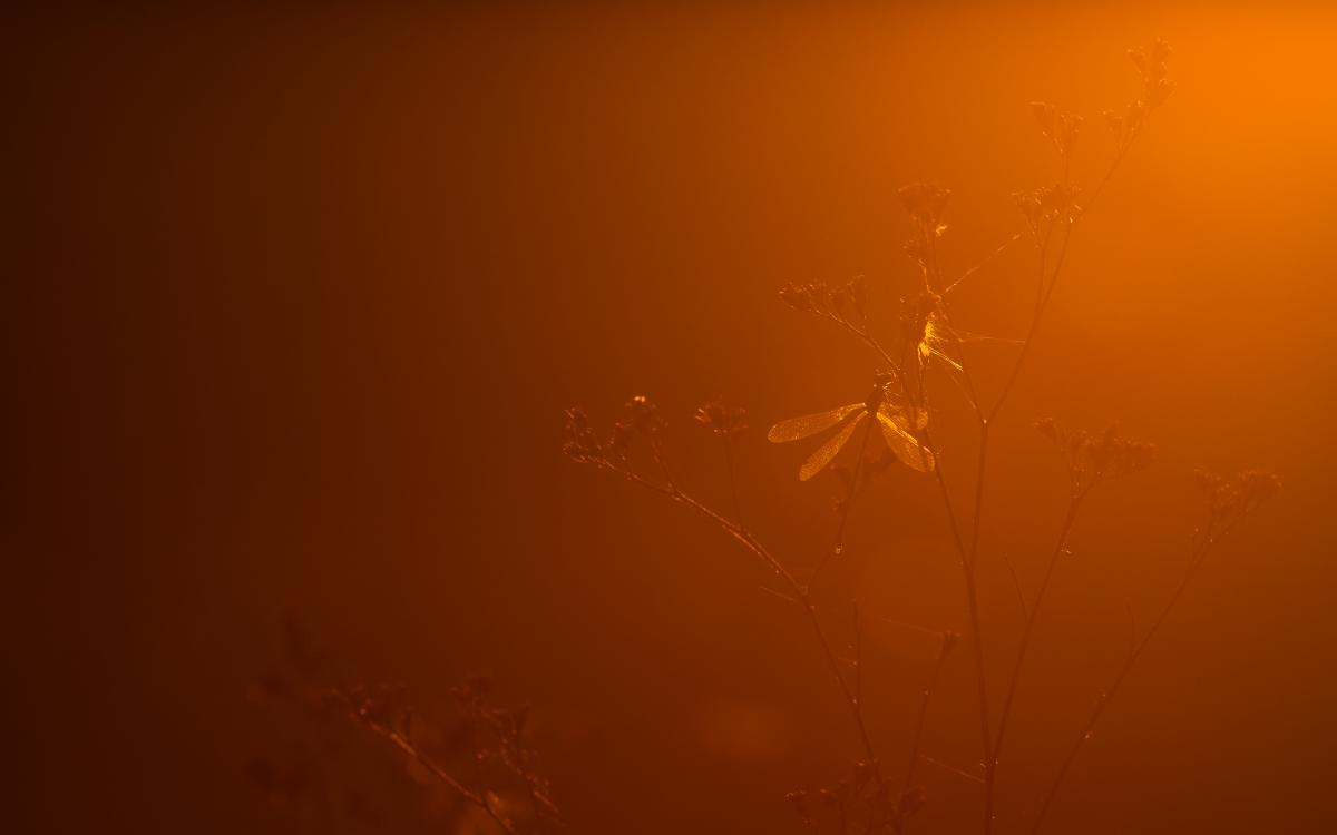 Szakolczai Krisztina