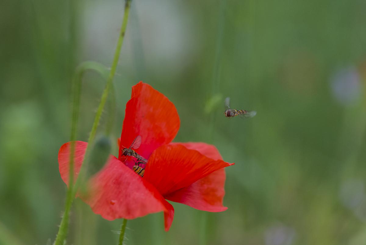 Gaál Zoltán Péter