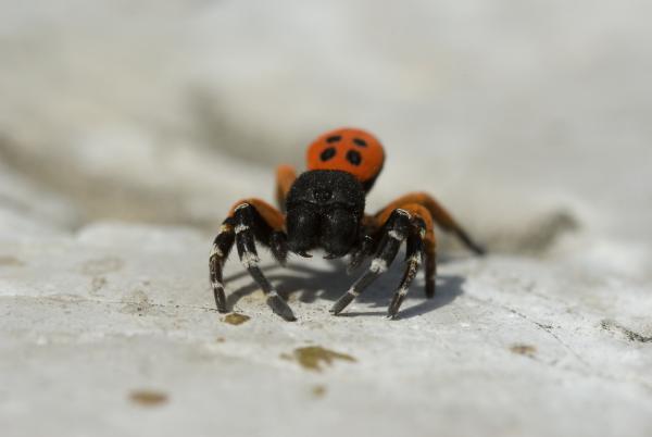 Eresus cinnaberinus