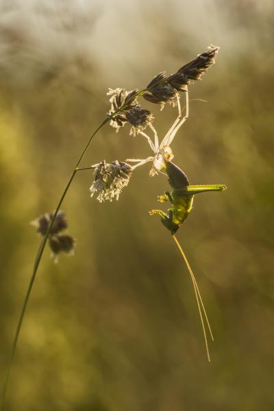 Egy váltás fehérnemű