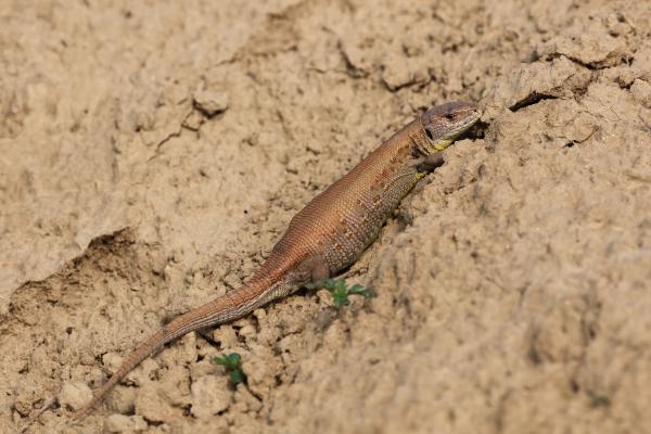 Gyíkmama szelíd bája