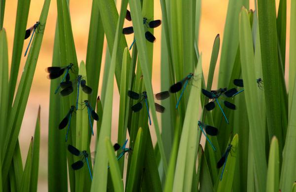 Kisasszonyok találkozója