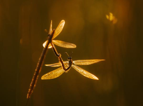 A fajfenntartás kényelmetlenségei