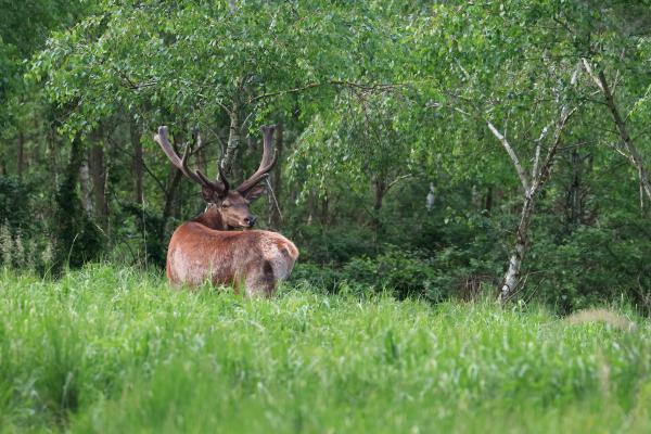Barkás Király visszanézett
