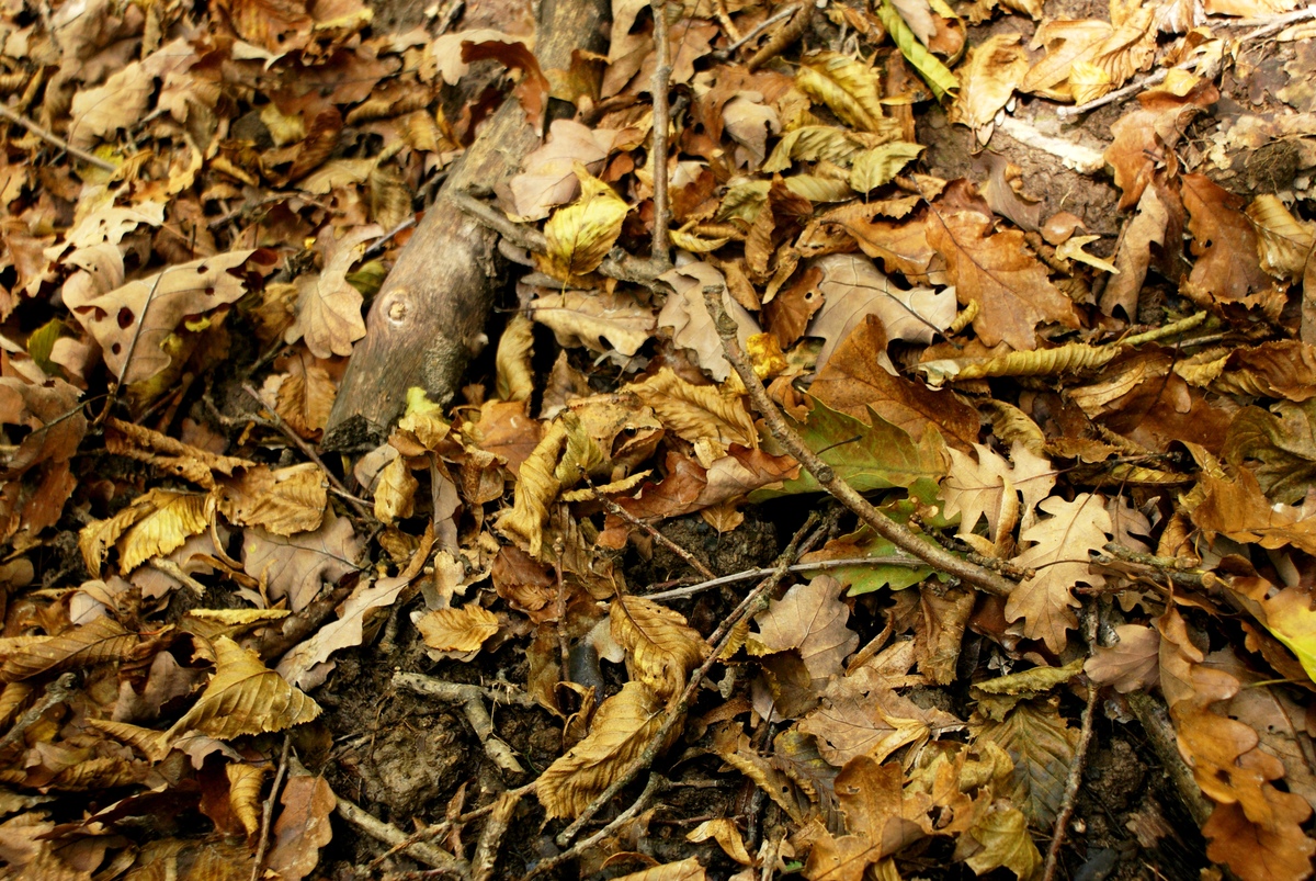 Laczkó-Magyar György